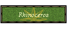 Rhinoceros